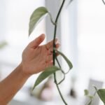 Nunc tristique turpis ac turpis vestibulum, at semper